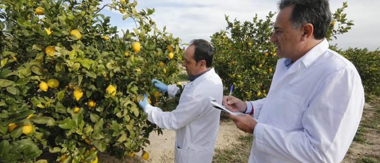 La agricultura se arma contra el cambio climático