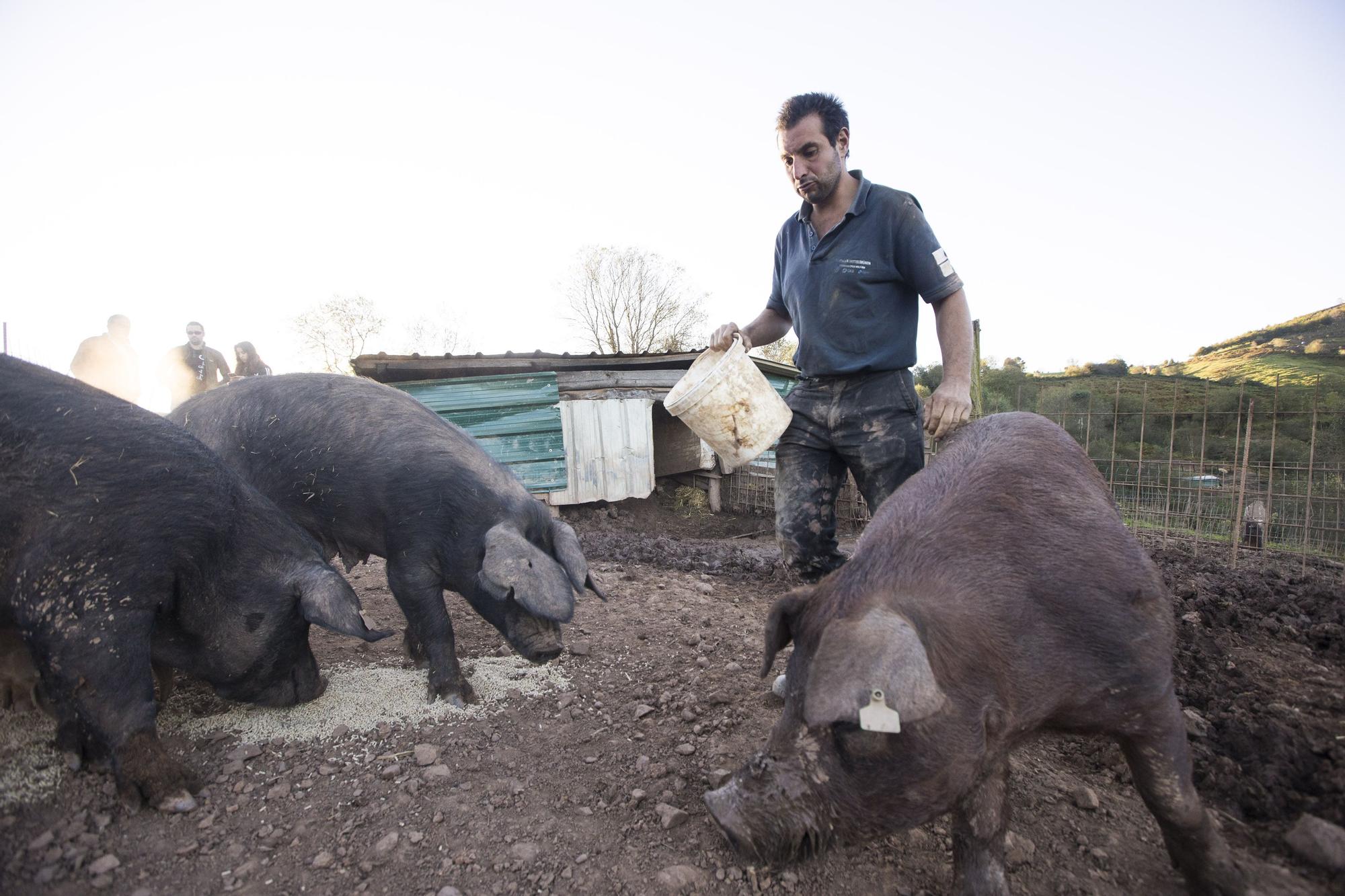 Monte Cabriles, el refugio porcino de Siero que acaba de ser reconocido con un sello de calidad