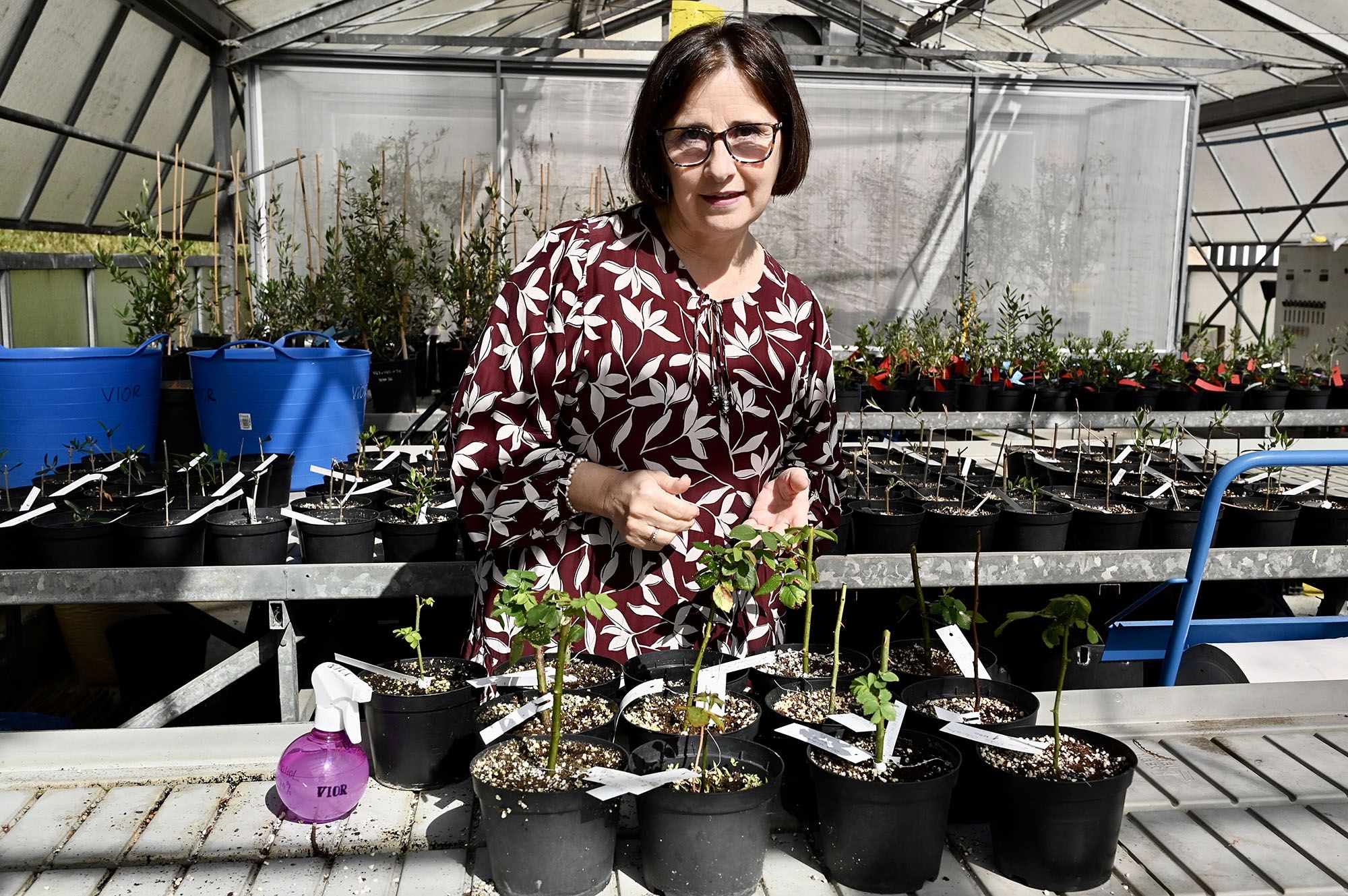 Agricultores recobran la memoria del monte con olivos resucitados en laboratorios (3).jpg