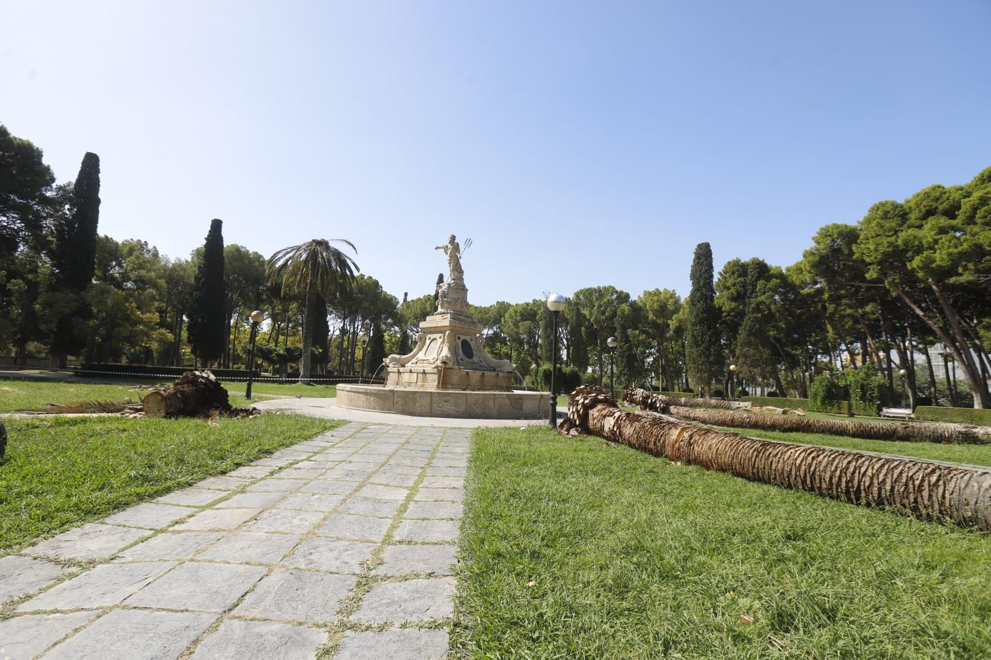 Adiós a 5 palmeras en el Parque Labordeta de Zaragoza