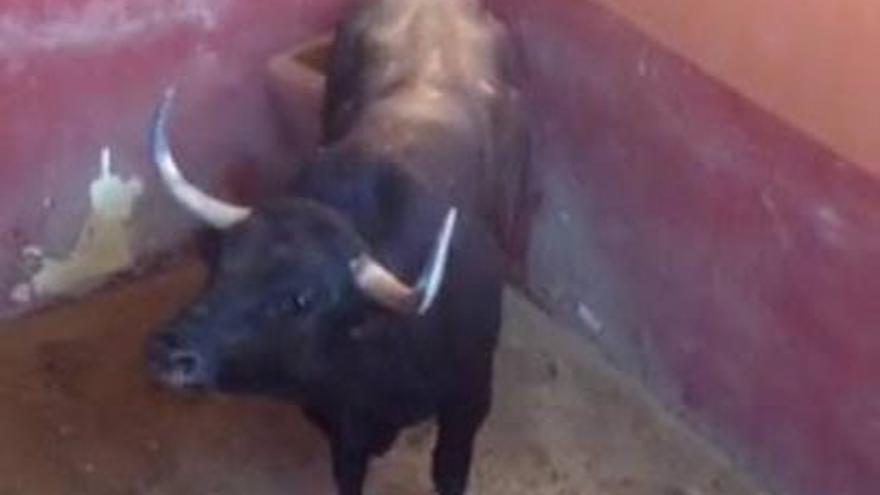 El Toro Enmaromado ya está concentrado