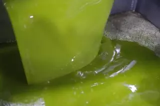 Así es la innovadora técnica con pulsos eléctricos para mejorar la extracción del aceite de oliva: "Es de la máxima calidad"