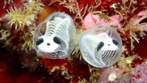 Los esqueletos panda marinos: ¿Bonitos o espeluznantes?