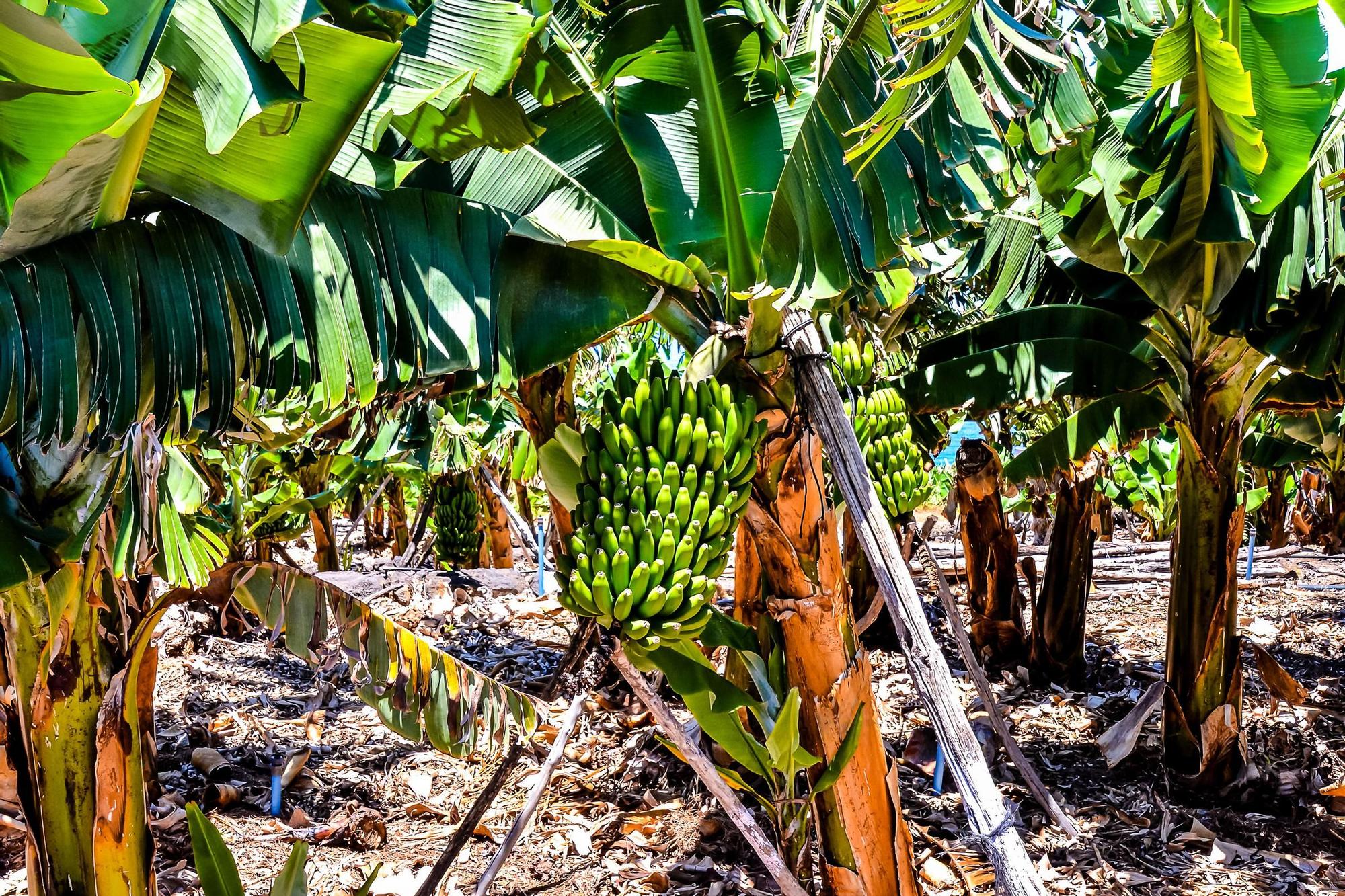 Las plantaciones de plátano son tan comunes en Canarias que se puede incluso comer dentro de una