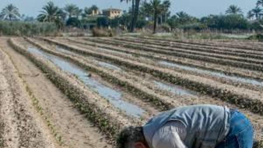 Un agricultor supervisa su plantación de coliflores en el Camp d&#039;Elx.