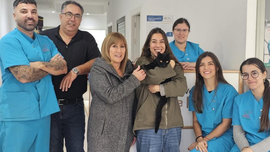 Gato desaparecido 7 años reaparece en Tenerife gracias a microchip.