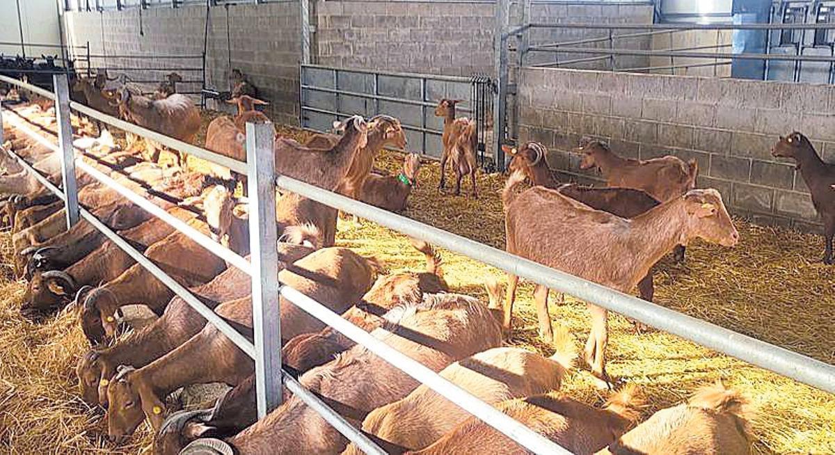 Estabulación de las de las cabras malagueñas y murcianas