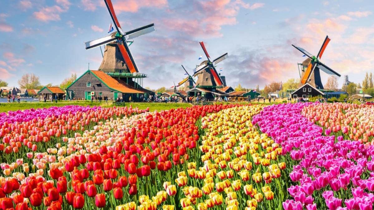 Los 10 Campos De Flores Más Espectaculares Del Mundo Viajar