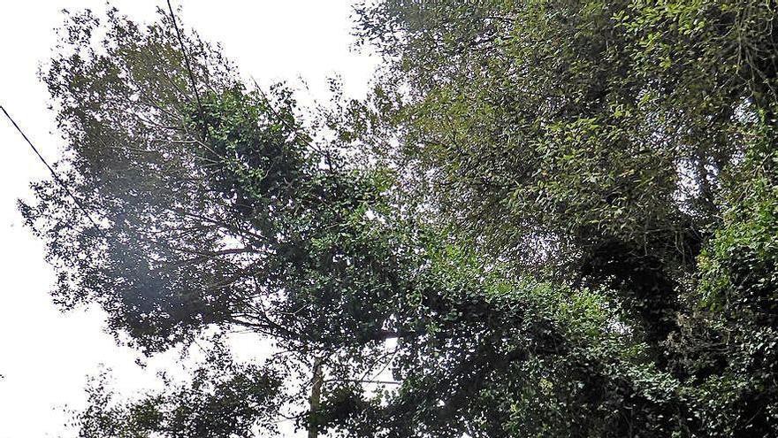 O Bosque en Oleiros pide limpiar maleza