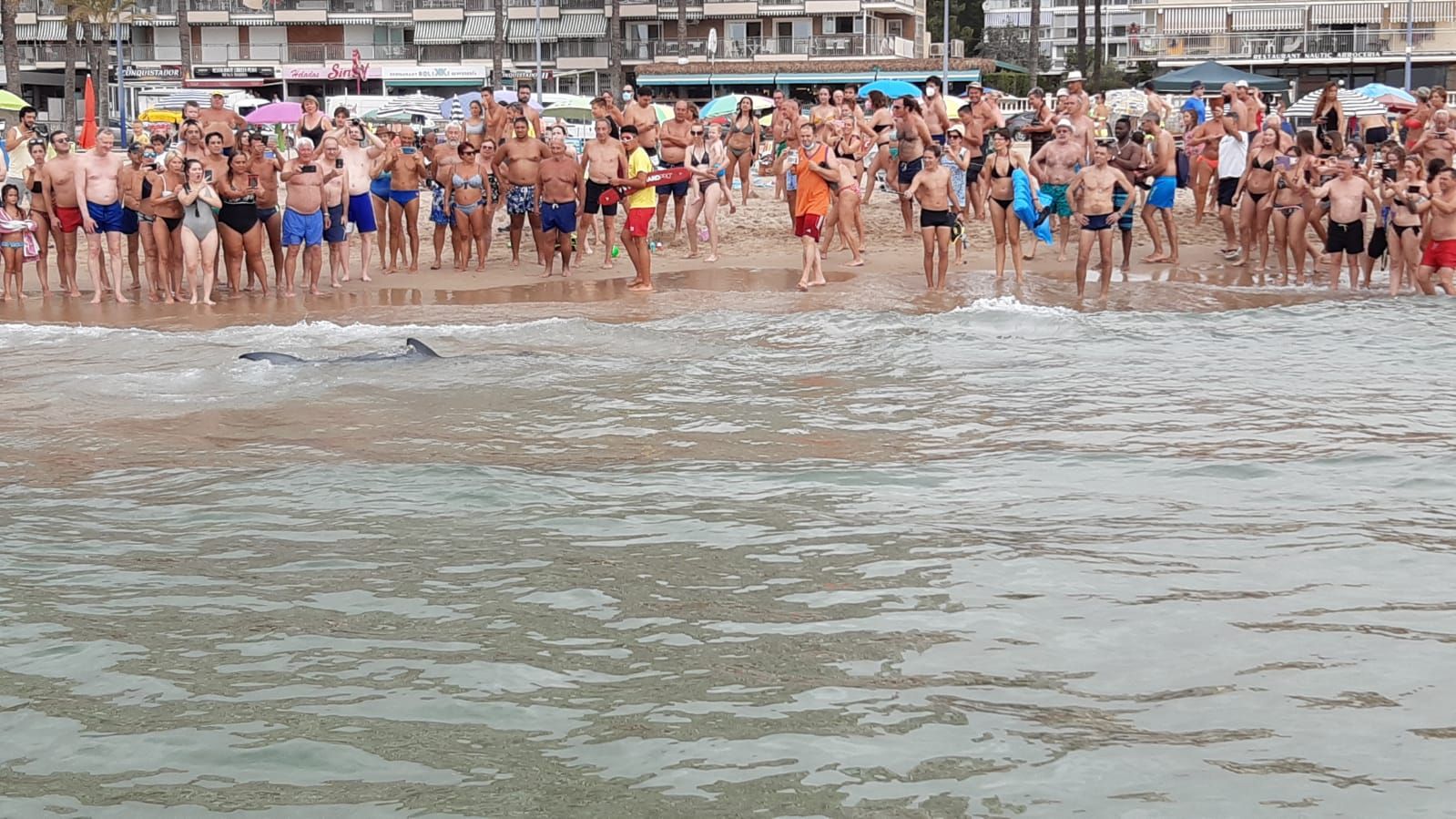 Aparece una tintorera de dos metros en Benidorm