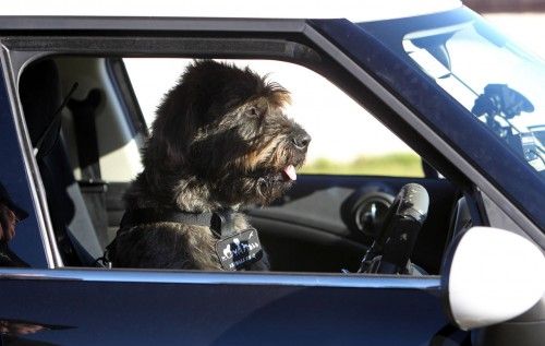 Handout picture of New Zealand SPCA dog Monty driving a modified Mini Countryman in Auckland