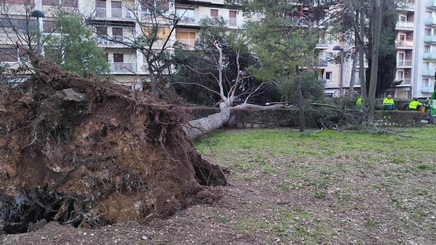 VÍDEO | Comencen a retirar els arbres caiguts al Parc Bosc de Figueres per la llevantada