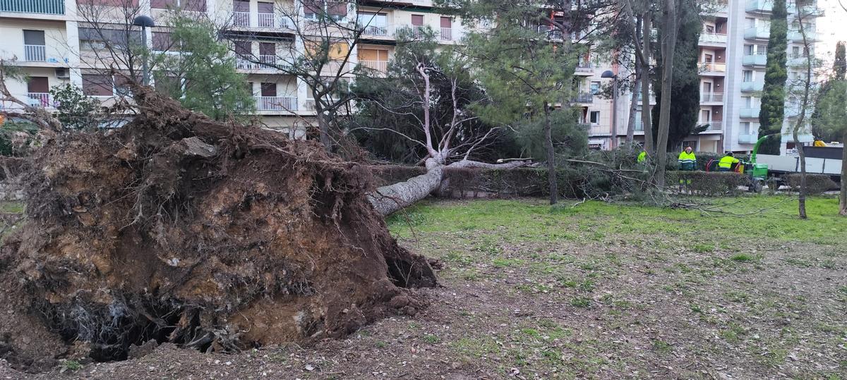 EN IMATGES | Retiren els arbres caiguts al Parc Bosc de Figueres per la llevantada