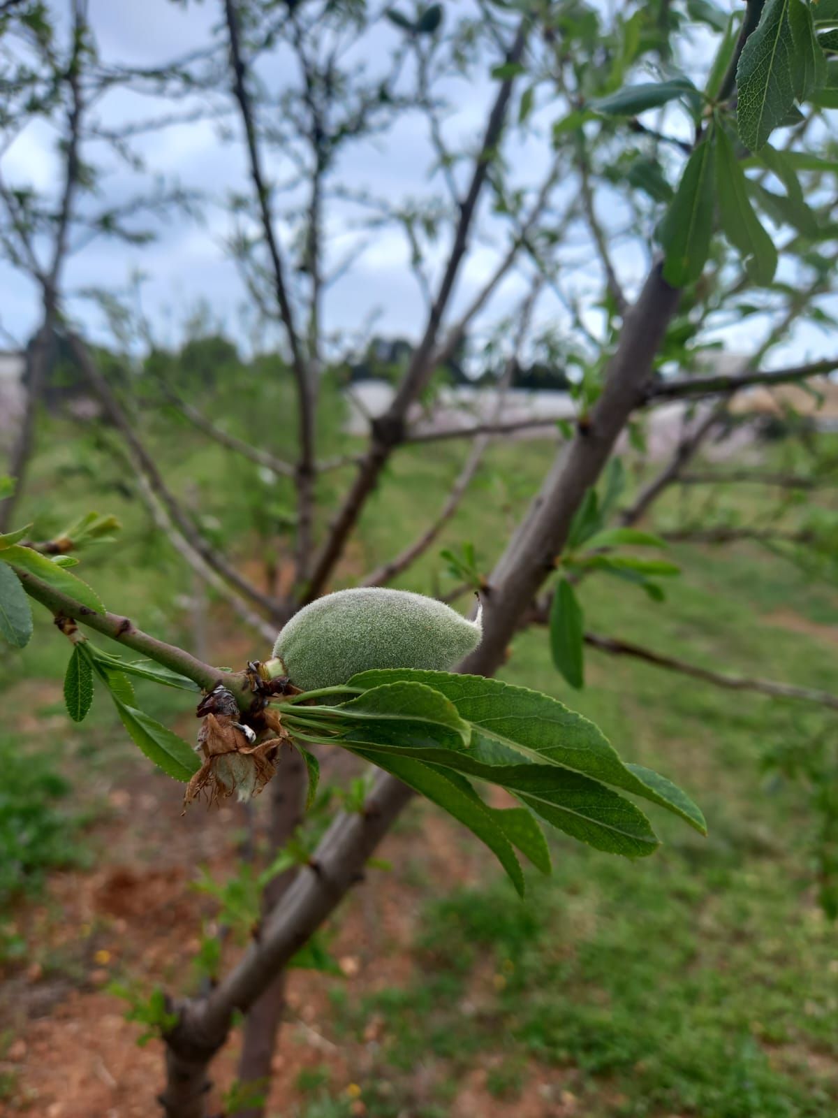 Almendros en flor cerca de Benimussa