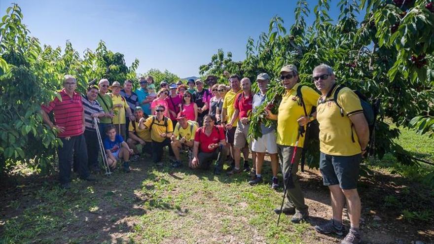 Éxito del primer paseo ‘Degustado de los cerezos’ en La Almunia