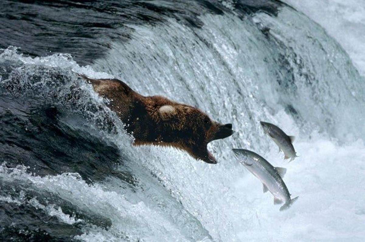 Oso Grizzly cazando salmones en el Parque Nacional de Katmai, Alaska.