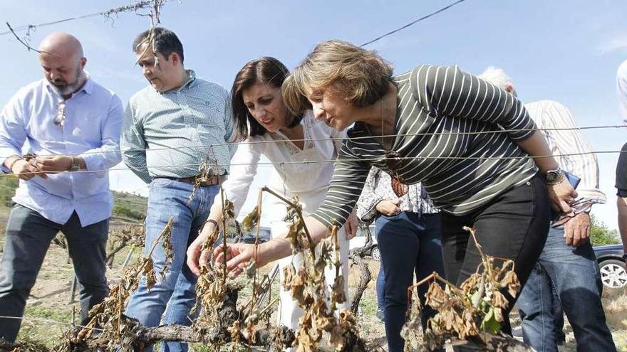 Vázquez comprueba los daños en los viñedos. // J. Regal