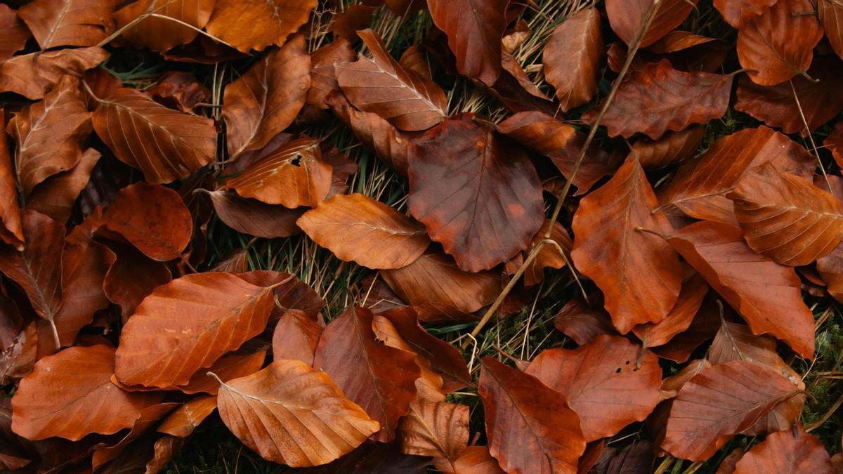 Adiós a la escoba y al rastrillo: la solución para recoger hojas en el jardín está en casa.
