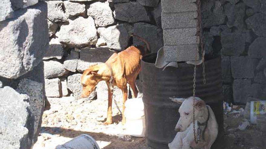 Imputado el dueño de dos perros por dejarlos 10 días sin comer en Teguise