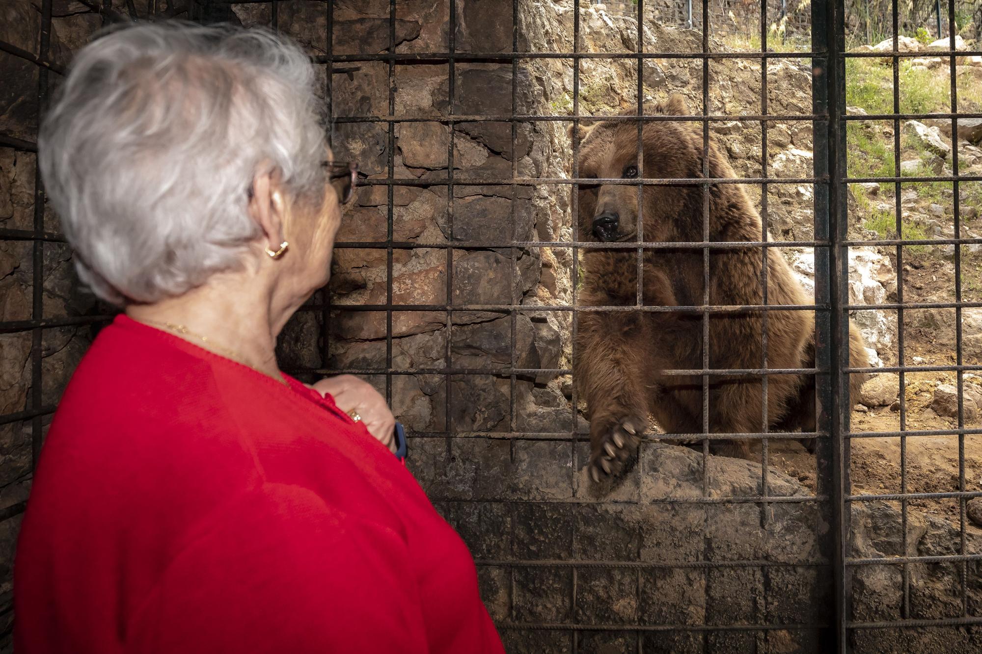 Los osos de Mallorca se reencuentran con su mamá humana