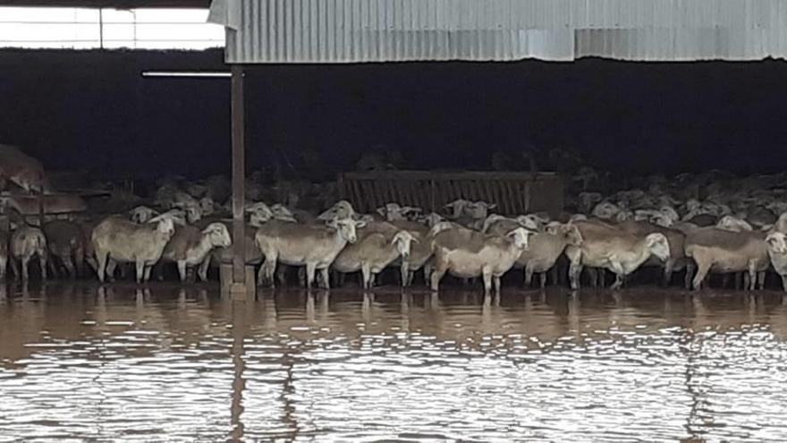Un rebaño con decenas de ovejas perteneciente al Campo de Cartagena, completamente aislado por las fuertes lluvias.
