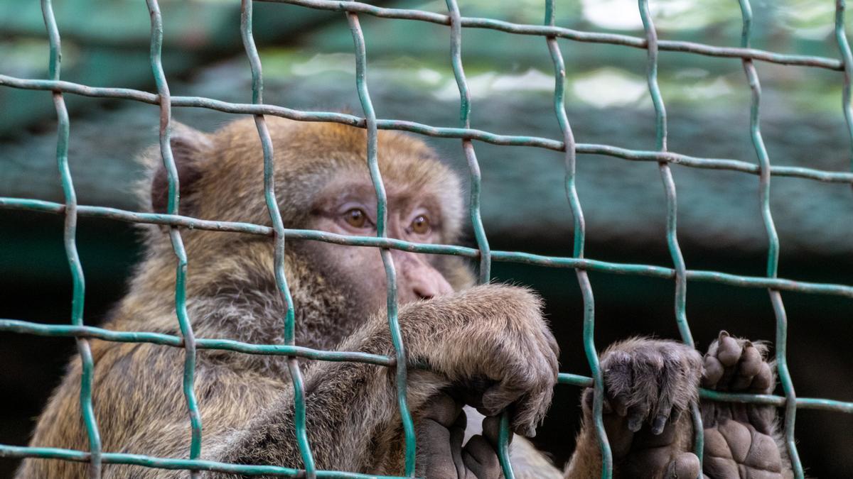 Roban monos en peligro de extinción de un zoológico en Francia