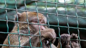 Tráfico ilegal de simios en alza