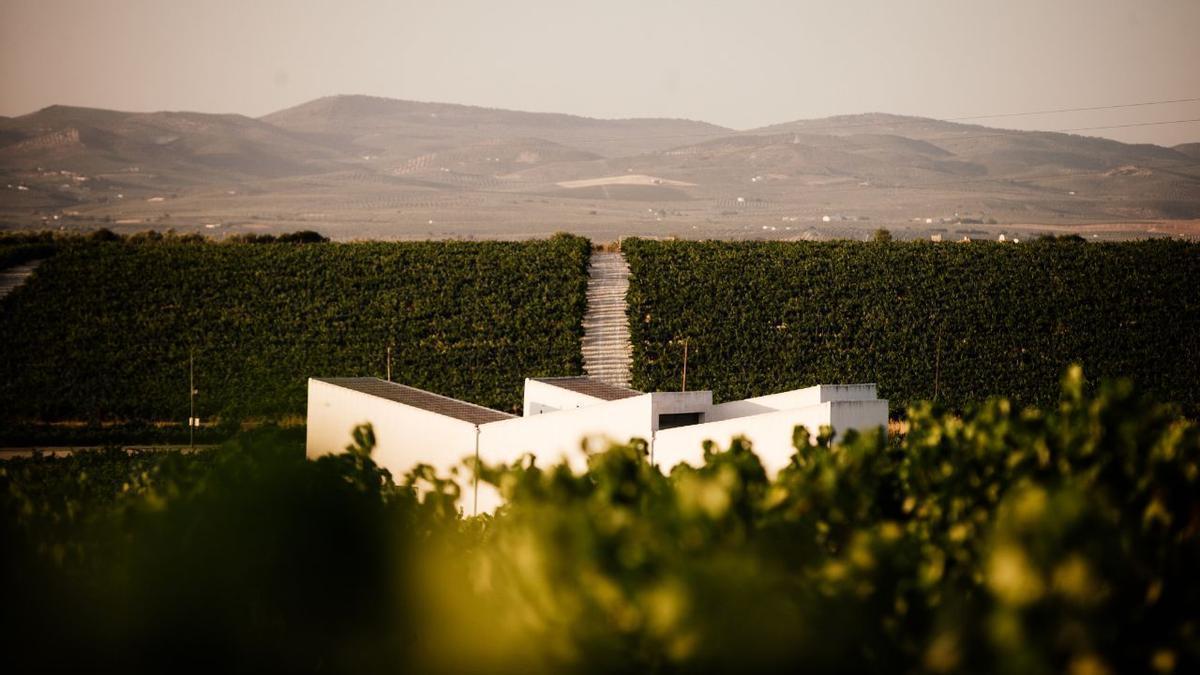 Viñedo de Montilla-Moriles, cuya DOP se beneficiará del sistema de alertas por mildiu creado por la Universidad de Córdoba.