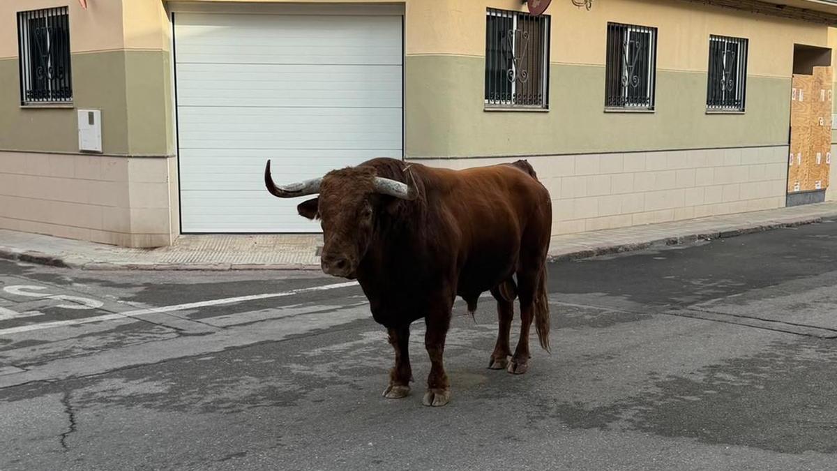 Foto del toro que ha corneado al joven este martes en las fiestas de Moncofa.