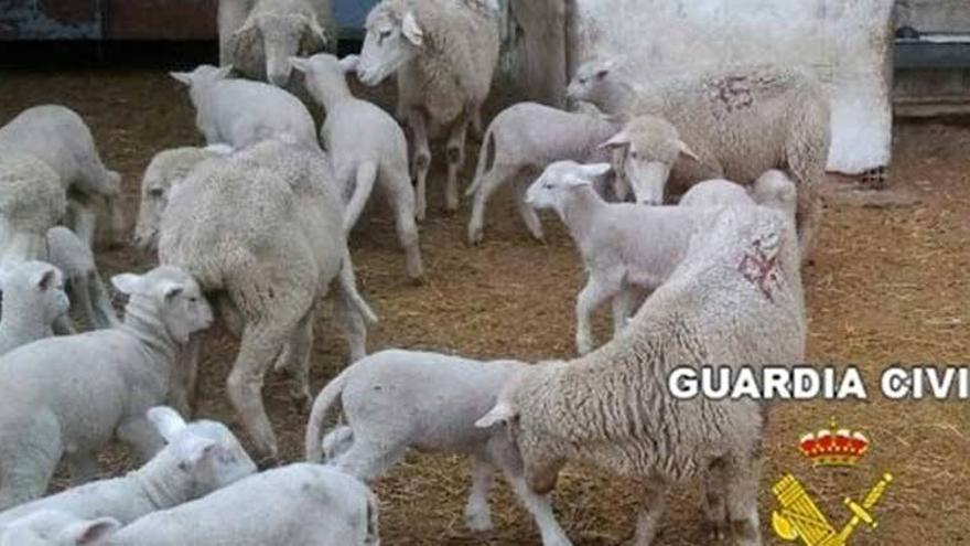 Denuncian el robo de más de 500 animales en explotaciones de Los Pedroches