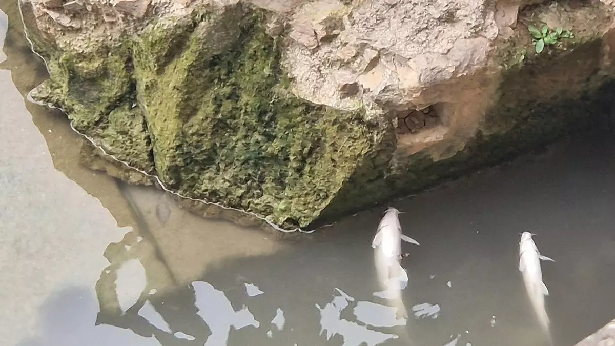 Vuelven el olor a químicos y los peces muertos al río Segura