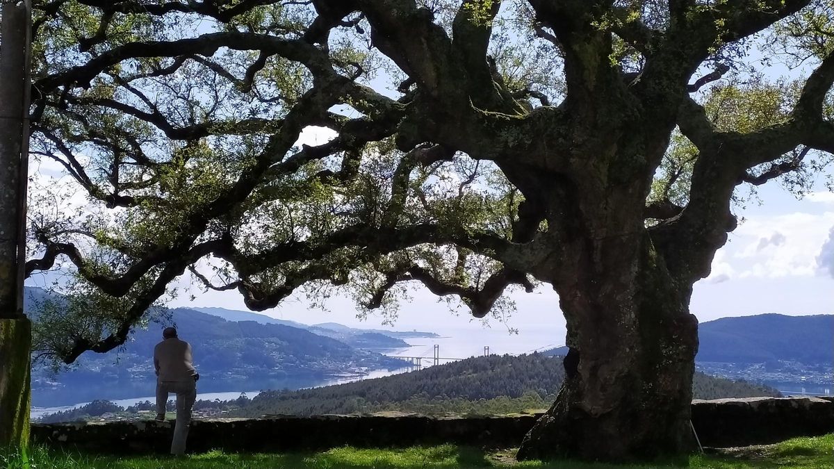 La sobreira centenaria de A Peneda, incluida en el Catálogo de Arbores Senlleiras de Galicia.