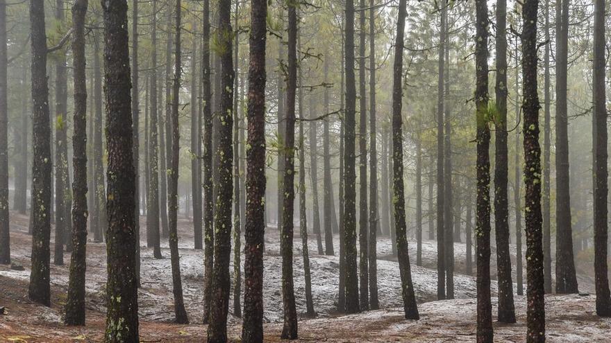 Nieva en la cumbre de Gran Canaria