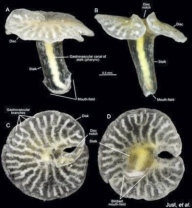 Fotogalería: 'Top Ten' Especies