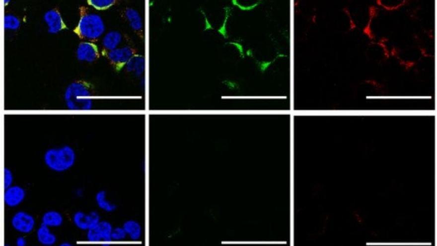 Los científicos logran destruir los virus que causan COVID y gripe con ondas sonoras