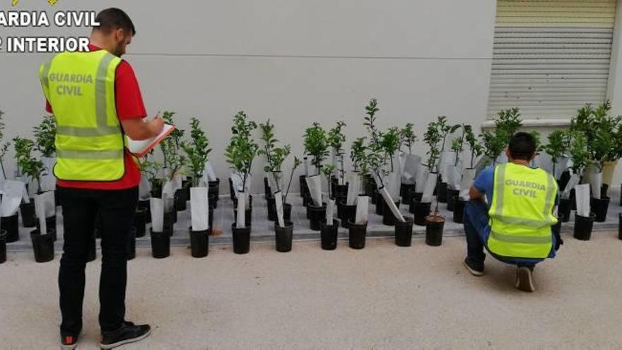 Hallan en Beniarjó los 129 plantones de naranjo robados tras rastrear 100 campos