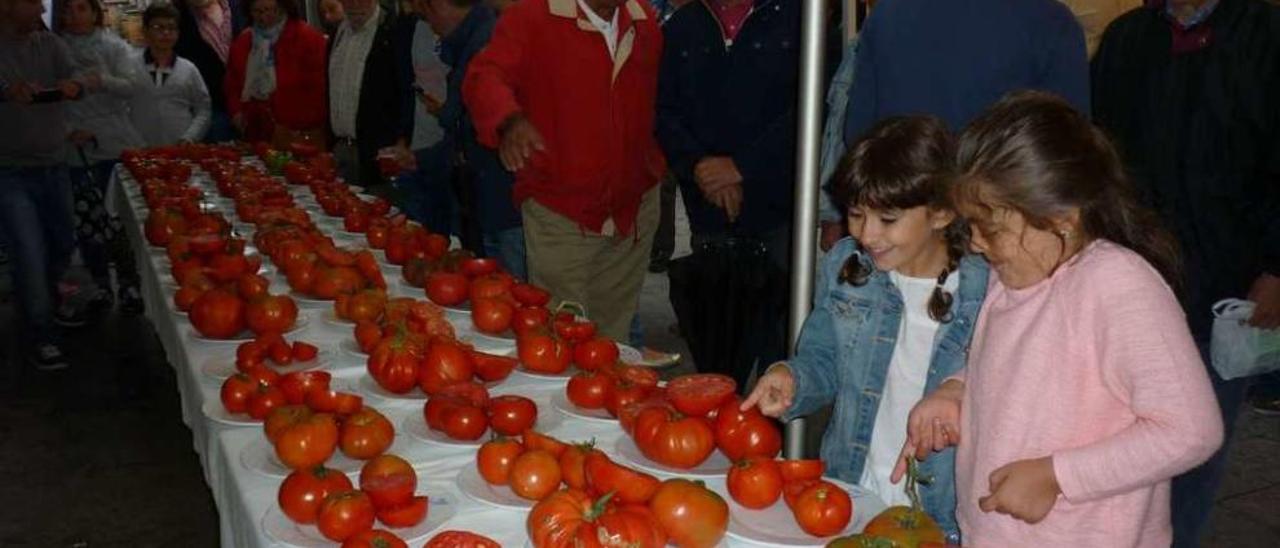 La mesa con los tomates expuestos el año pasado en Cangas del Narcea.