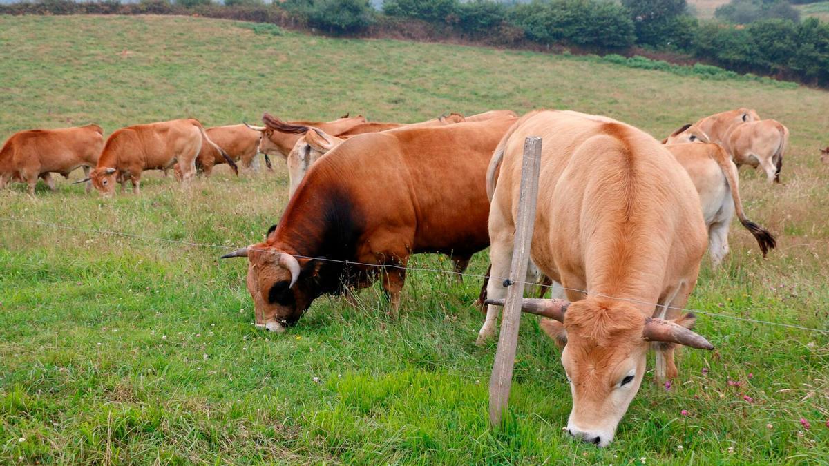 Gijón perdió un 70 por ciento de sus ganaderías de vacuno en 26 años: "Antes casi todo el mundo tenía vacas, pero las caserías se fueron partiendo con las herencias y los hijos no querían este trabajo"