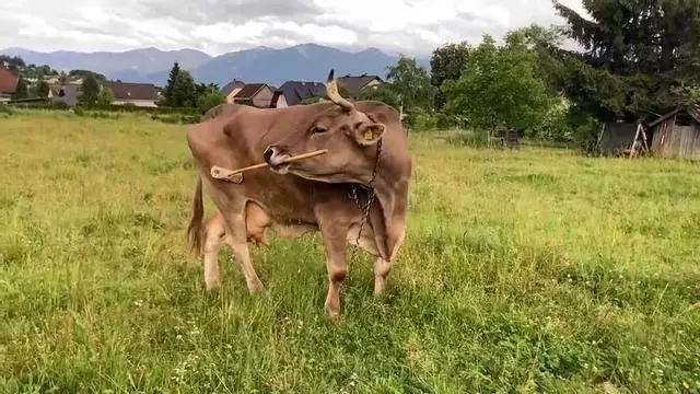Una vaca sorprende al usar una escoba como herramienta para rascarse