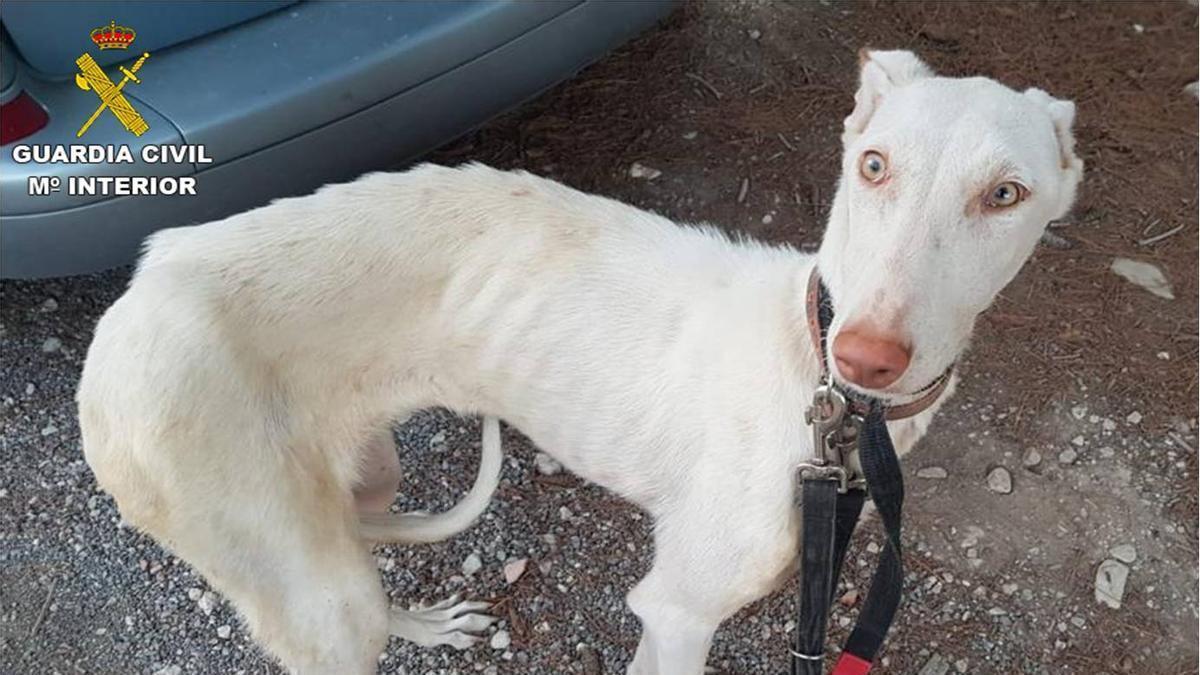 Uno de los animales rescatados en la finca de Polop de la Marina.