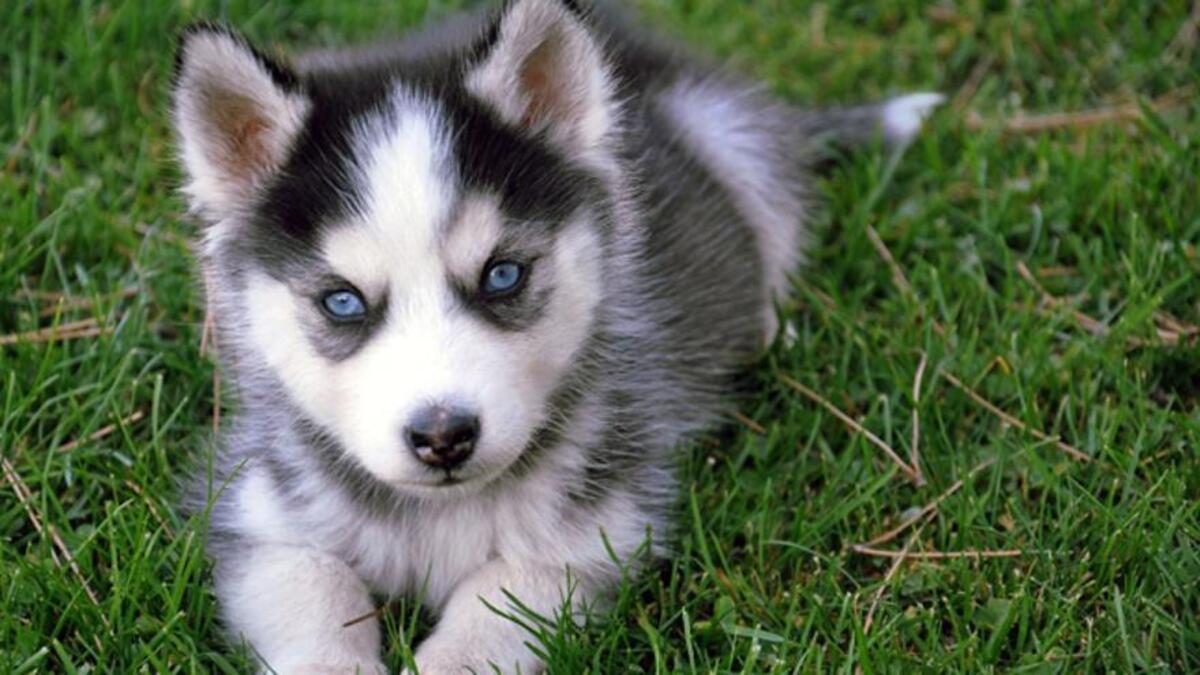 Husky Siberiano.