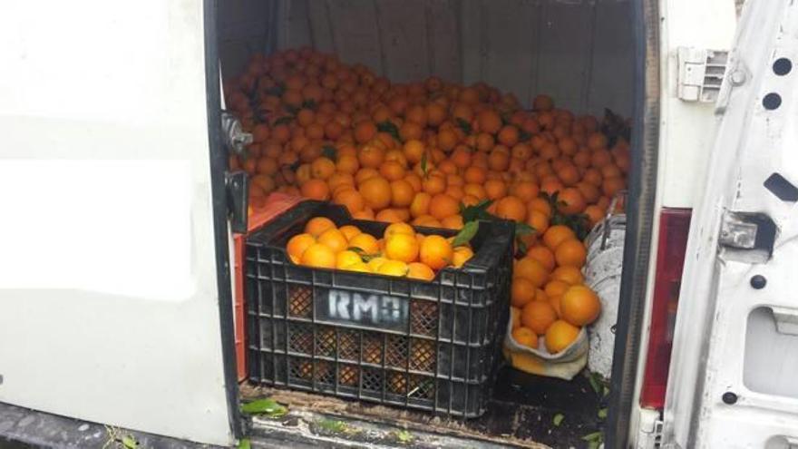 540 kilos de naranja de la zona Vinya Buida.