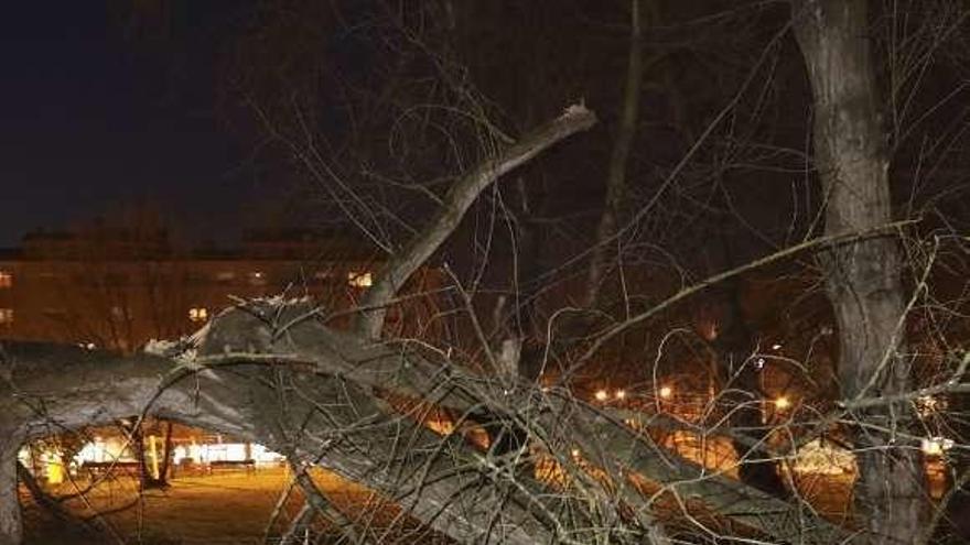 El árbol derribado por el viento en el parque El Puentín-Adolfo Suárez.