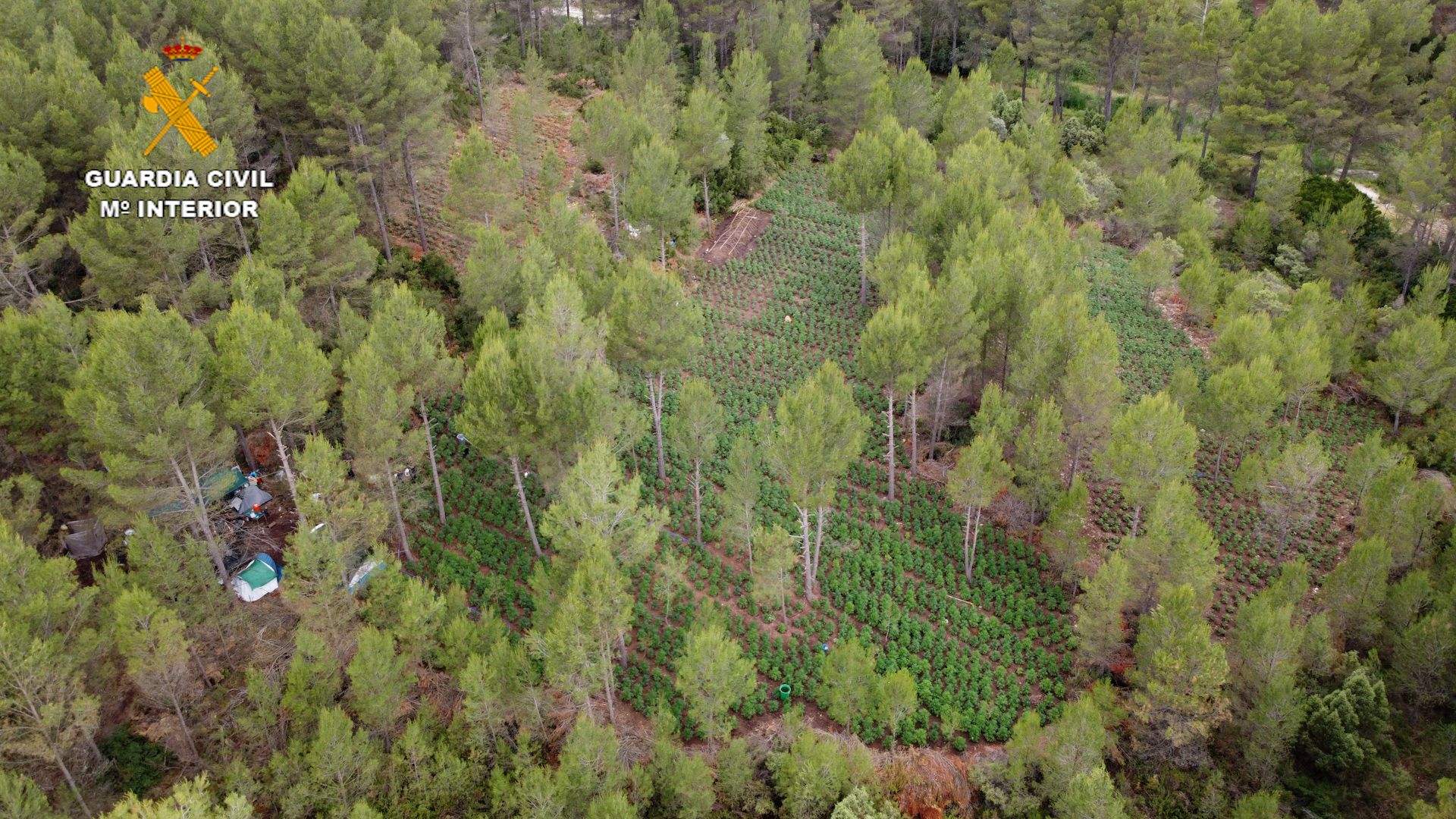 Una plantación de marihuana más grande que un campo de fútbol