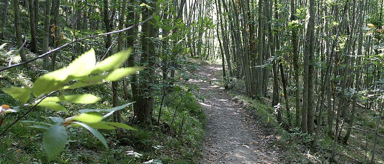 Un bosque de castaños en Redes. | Fernando Rodríguez