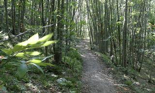 Redes es la zona más afectada de Asturias por las enfermedades y plagas del castaño