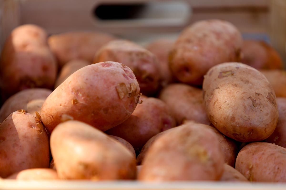 Galería: Los productores de Ibiza recogerán 2,7 millones de kilos de patata en 2025
