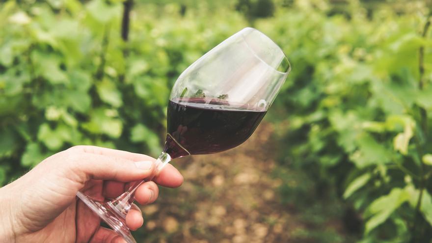 La IGP Castelló apuesta por la producción de vino ecológico