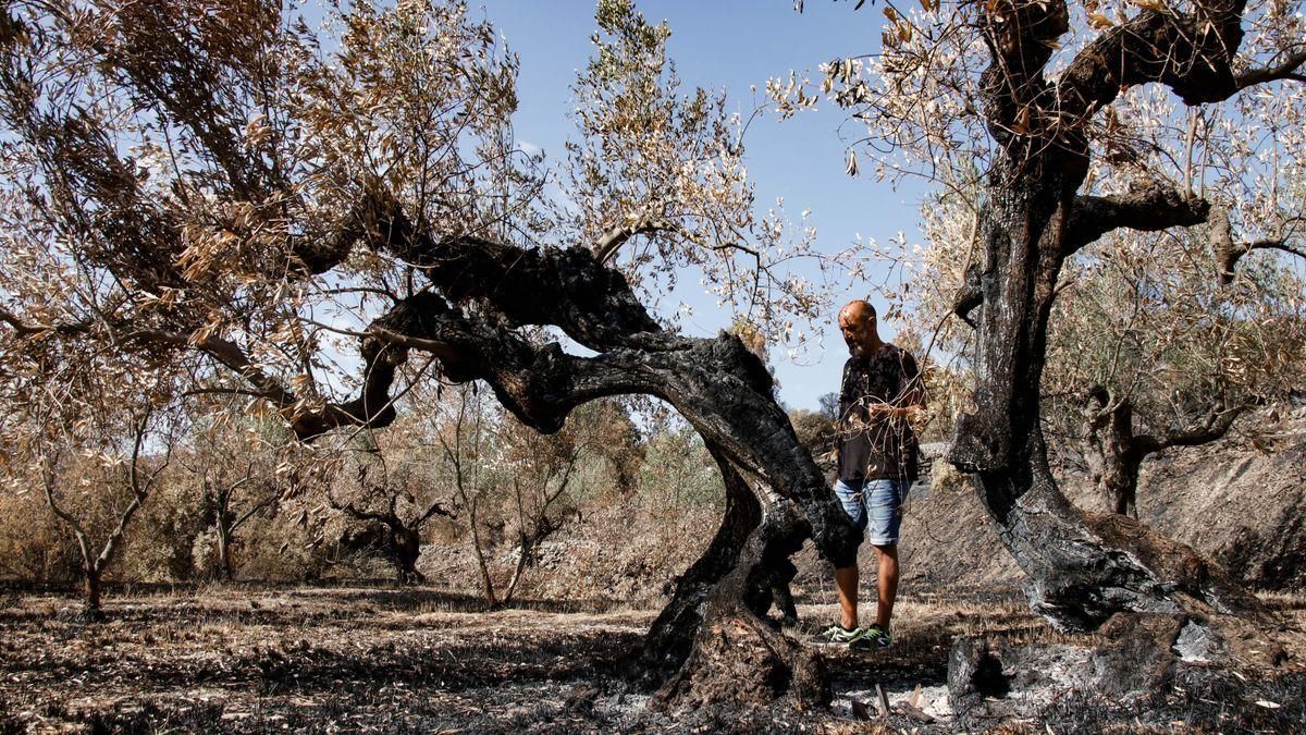 Juanjo Pérez observa desolado uno de sus olivos arrasado por las llamas en Alcalà de la Jovada.