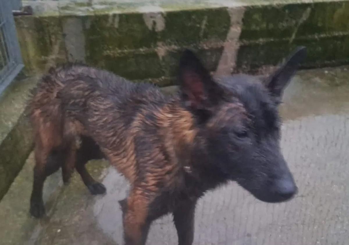 El perro que fue arrojado por encima de la verja de Os Palleiros.